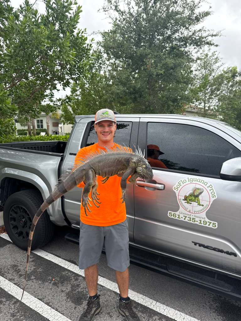 Large iguana removal result beside truck