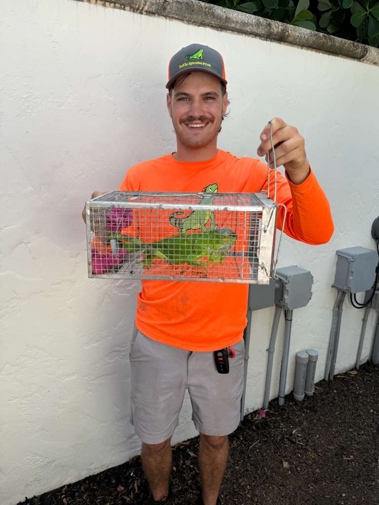 Technician holding cage with captured iguanas
