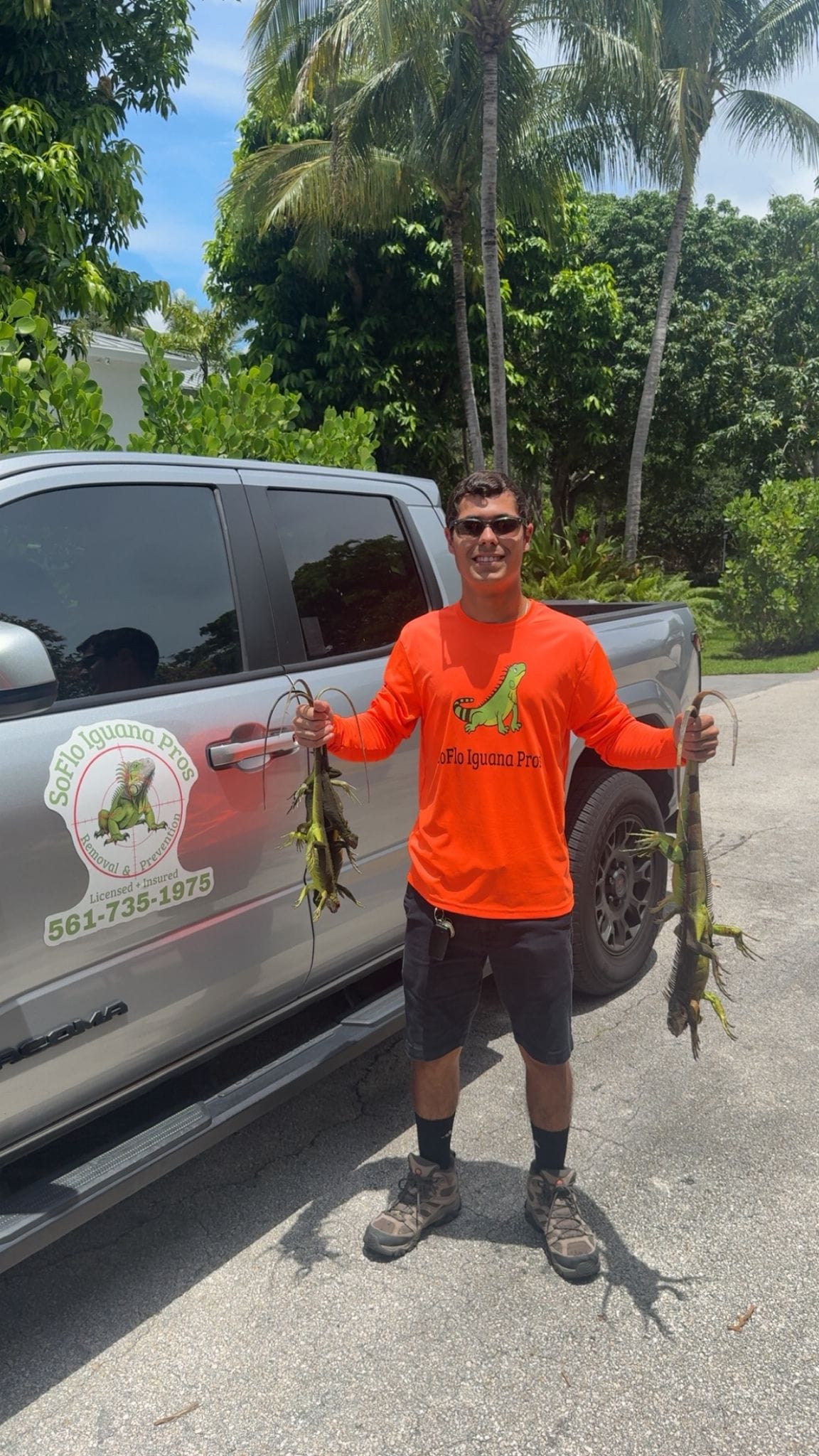 Technician holding multiple iguanas beside truck