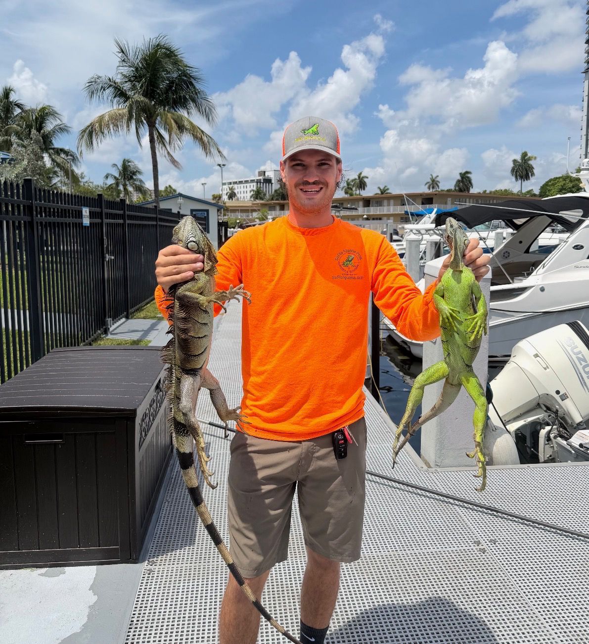 Technician holding two captured iguanas on dock