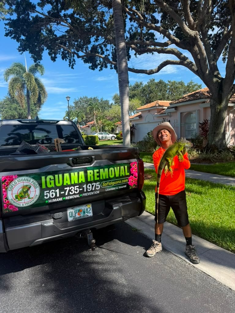Technician with captured iguana beside truck on lawn