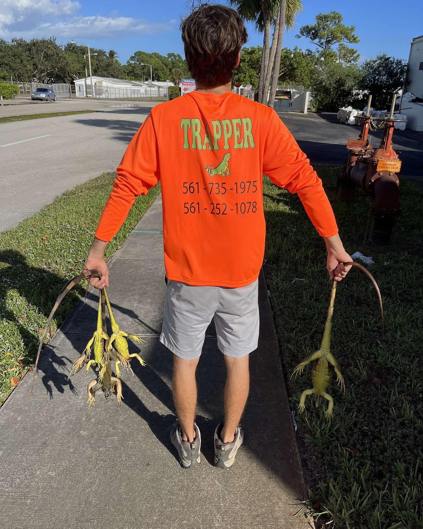 Iguana control along an HOA seawall on the Intracoastal in South Florida